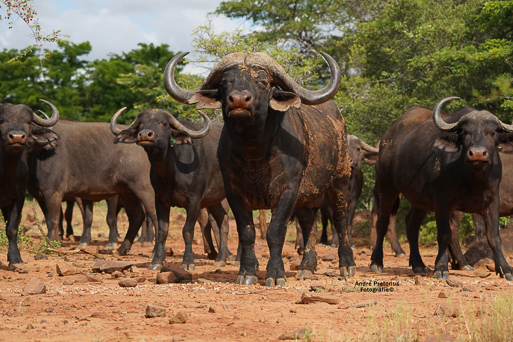 Buffelshuis Buffalos